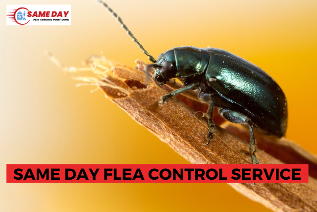 Same Day Flea Control Service In Point Cook