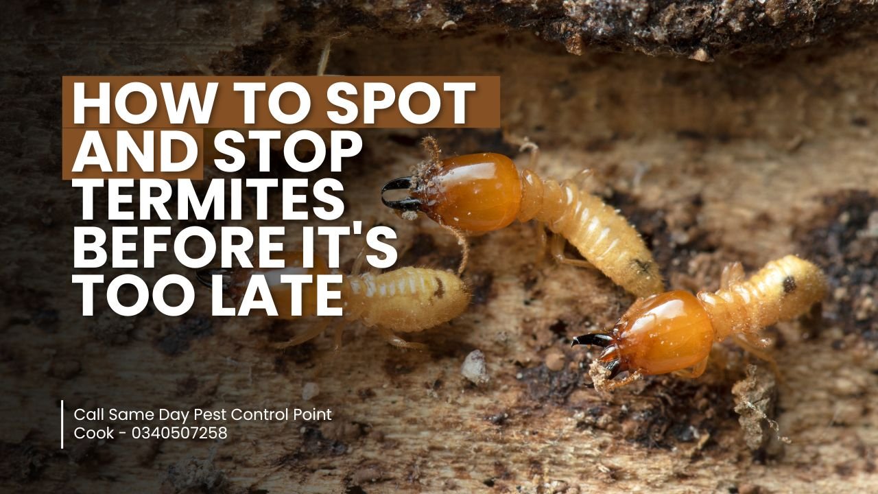 How To Spot and Stop Termites